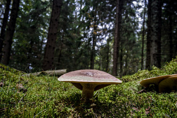 Mushroom in the  fall forest