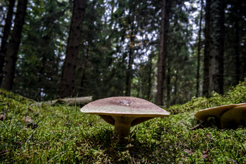 Fototapeta premium Mushroom in the fall forest