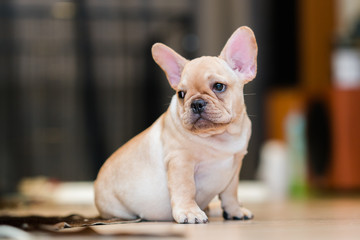 French Bulldog Puppy