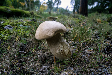 Mushroom in the  fall forest