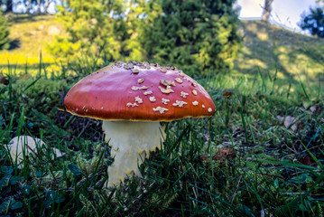 Fly agaric a mushroom with red and white polka dots