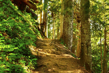 a picture of an Pacific Northwest forest trail