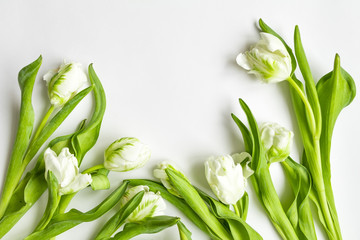 Bunch of white tulips on white background. Border card, invitation. Top view, flat lay
