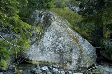 a picture of an Pacific Northwest forest granite boulder