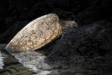 Turtle resting on the black lava island of Big Island, Hawaii, USA