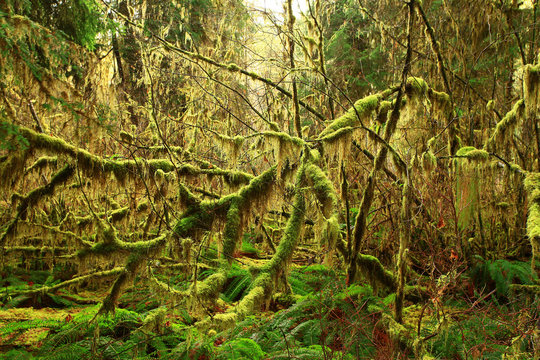 a picture of an Pacific Northwest rainforest in winter