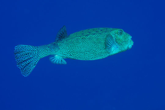 Jugendlicher Kofferfisch
