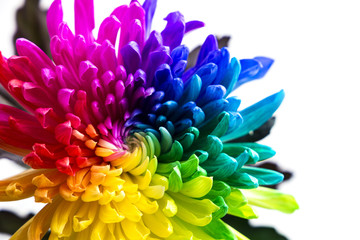real multicolored chrysanthemum flower on the white background