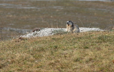 Fototapeta premium marmotte devant son terrier