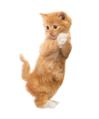 Funny, rufous kitten standing on hind legs. Isolated