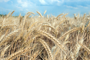 Fototapeta na wymiar Field with mature wheat ears.