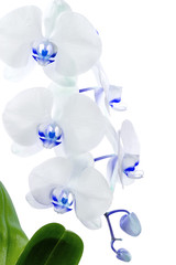 Fototapeta na wymiar orchidée bleue sur fond blanc