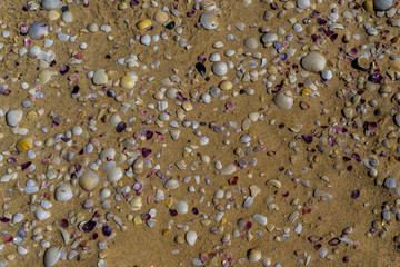 Shells on the beach