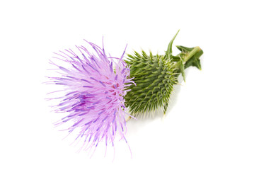 milk thistle flower