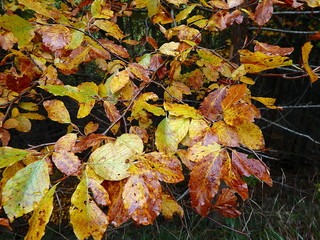 Colored beech leaf, (Fagus sylvatica), Autumn-colors,