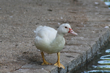 patito © MIrian