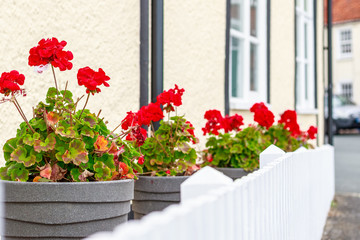 Row of potted red geranium flowers outside an English country house