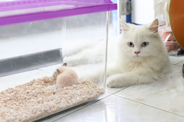 White Persian cat is lying next to hamster transparent plastic cage and looking at something