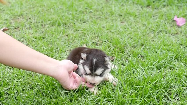 Close up of hand playing  with husky puppy slow motion 