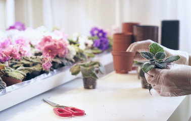 Transplant flowers in pots. Woman's hands holding a young flower which transplants in soil ecology protection