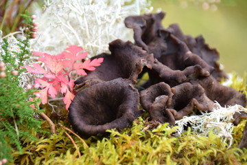Craterellus cornucopioides - black mushrooms eatable