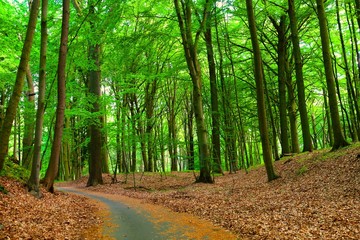 Im Wald auf Rügen