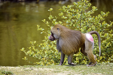 Hamadryas baboon (Papio hamadryas) walking on ground and seen from profile