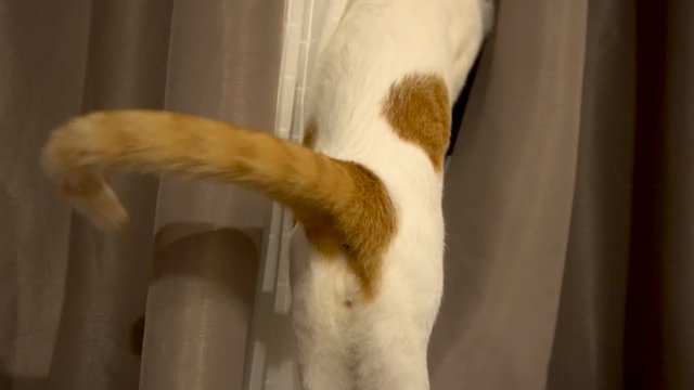Cat Nerviously Swishing Its Tail