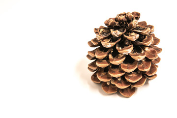 Pine Cone isolated