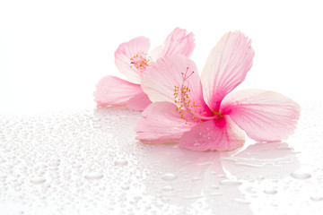 Pink hibiscus flower and reflect isolated on white background. © vipubadee