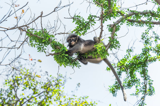 Dusky Leaf Monkey eating leafs on a tree in Roi Sam Yot marine national park in Kui Buri District, Prachuap Khiri Khan Province, Thailand.