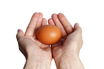 egg isolated over white