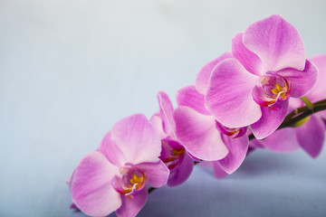 Naklejka na ściany i meble Orchid (Phalaenopsis) on a blue wooden table