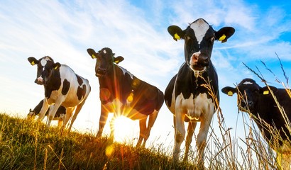 Group of cows in the evening light