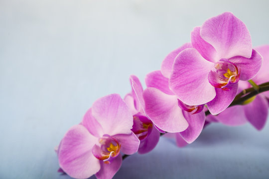 Orchid (Phalaenopsis) on a blue wooden table