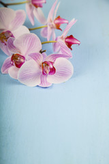 Naklejka na ściany i meble Orchid (Phalaenopsis) on a blue wooden table