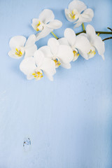 Orchid (Phalaenopsis) on a blue wooden table
