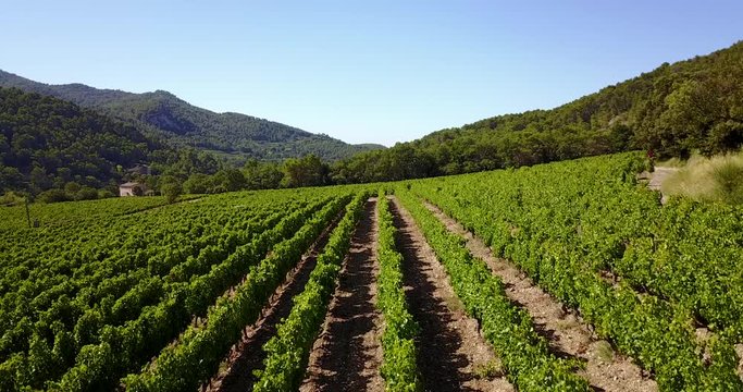 french vigne in provence aerial shoot