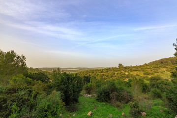 Obraz premium Glade with green grass before sunset