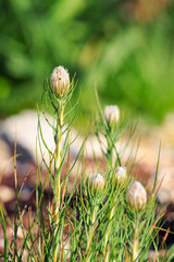 Buds of white ammi flowers