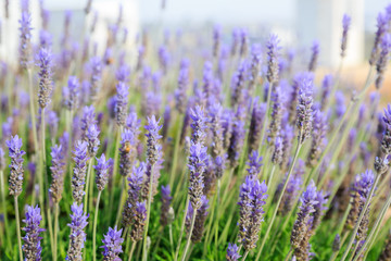 Many ripe blue lavender flowers