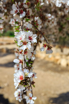 White almond  flowers on vertical branch