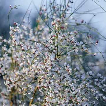 Many small white flowers at forest