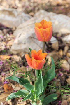 Two small orange tulips