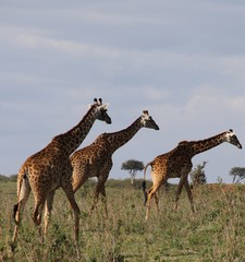 Obraz na płótnie Canvas Giraffen in Steppenlandschaft