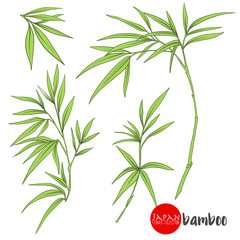 Fototapeta premium bamboo branch. Stock vector illustration botanic flowers.