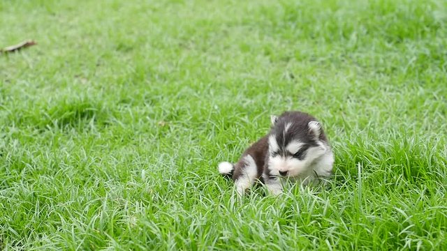 Close up Cute siberian husky puppy sitting alone on grass slow motion 