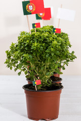 Ocimum minimum plants