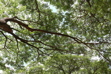 Obraz premium green tree branches with sky background