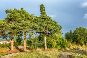 Beautiful tall trees on the mountain
